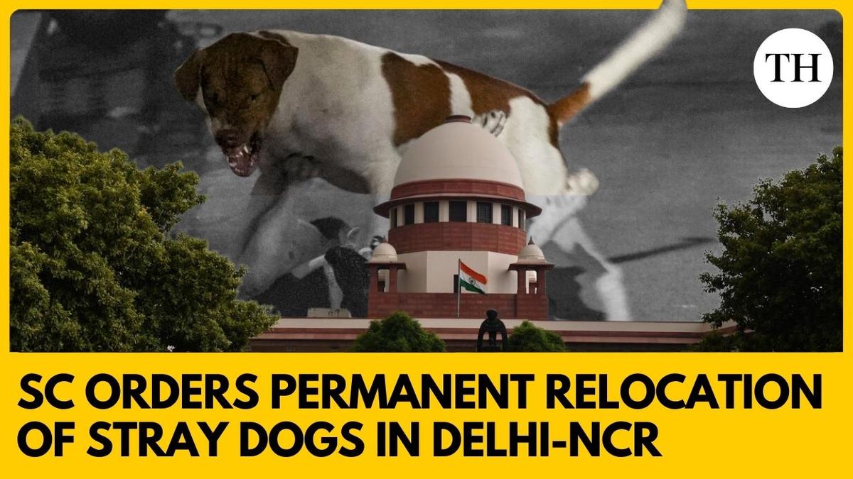 Watch: Explained: Supreme Court order on relocation of stray dogs in Delhi-NCR