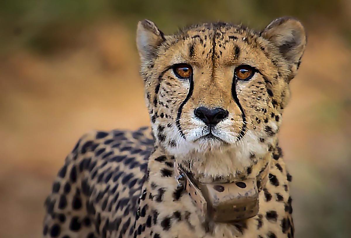India's cheetah reintroduction plan ignored spatial ecology ...