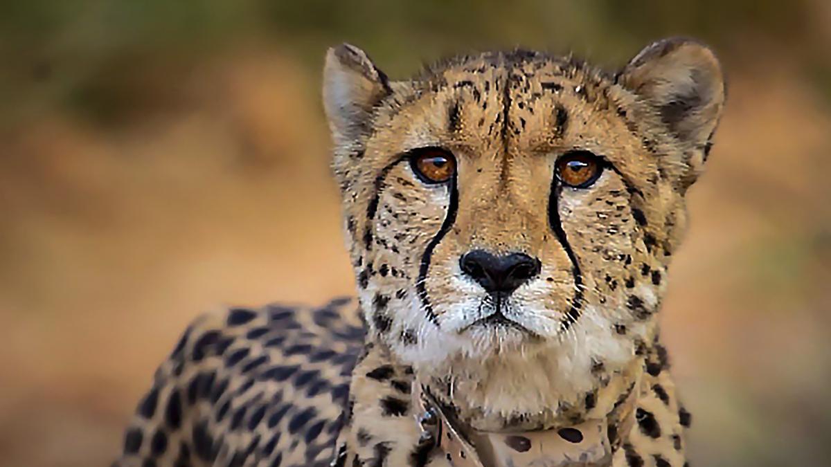 India's cheetah reintroduction plan ignored spatial ecology ...