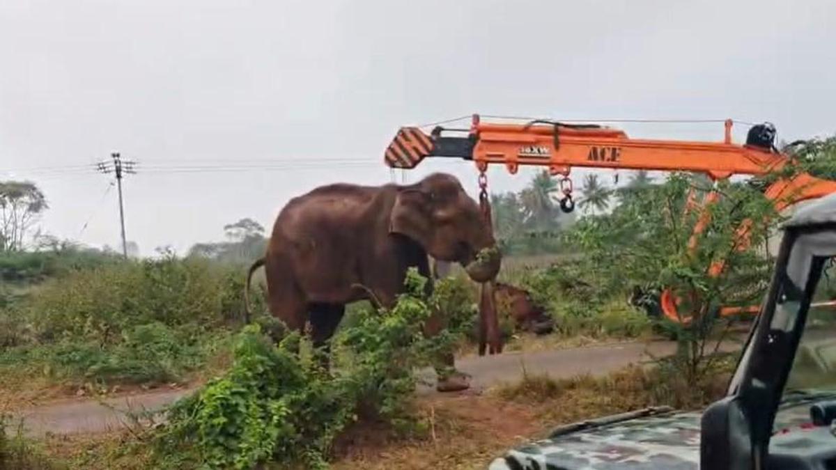 Wild elephant rescued from village near Coimbatore returns to forest