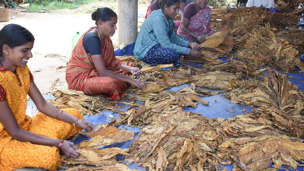 Crash in tobacco prices: Yaduveer seeks Union Commerce Minister’s immediate intervention