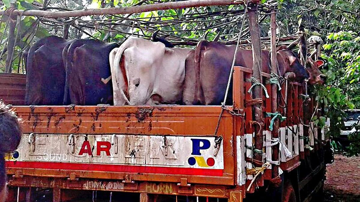 Government holds back Bill seeking amendment to Anti Cow Slaughter Act