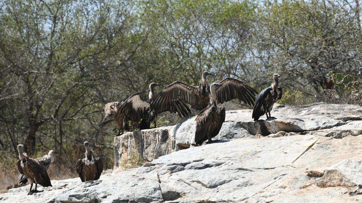 Vultures in Nilgiri Biosphere Reserve depending on cattle carcasses for food are at risk of poisoning: study