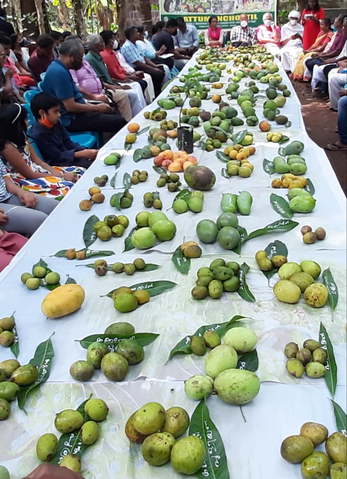 Mango varieties being showcased at a previous edition of mango festival at Kannapuram in Kannur
