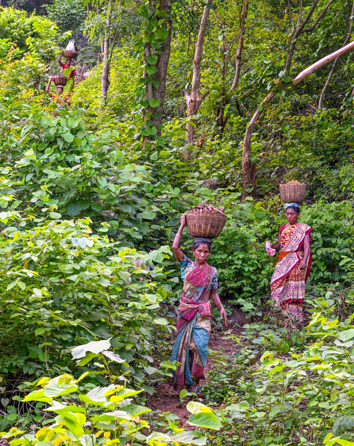 Tribal farmers trekking down through the forest to sell their forest produce at the weekly market at Kuneru village in Rayagada district, Odisha. 