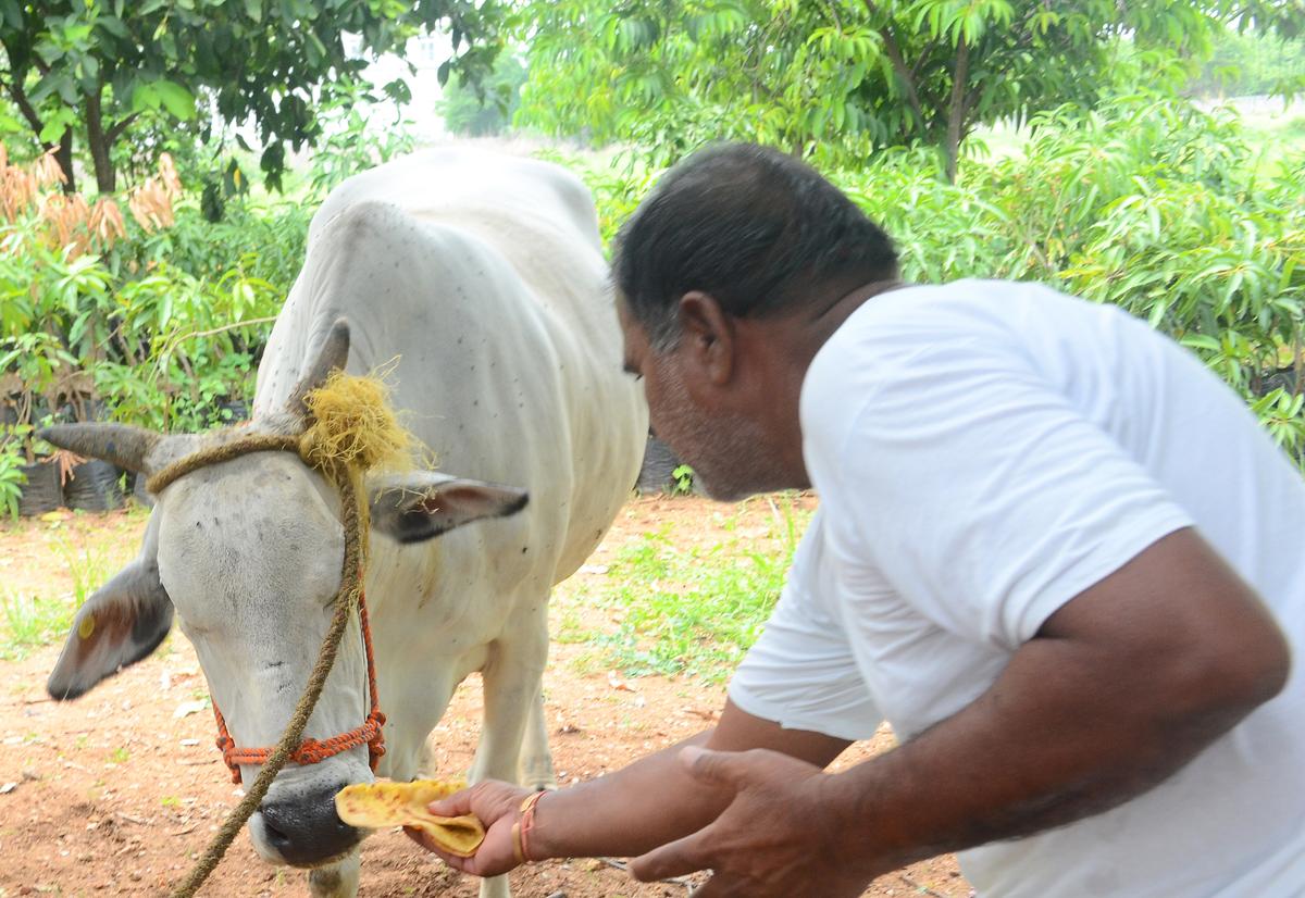 Ramchandra Reddy, a farmer offering polelu to his cattle on the occasion of Eruvaka Pournami  in Sangareddy district.
