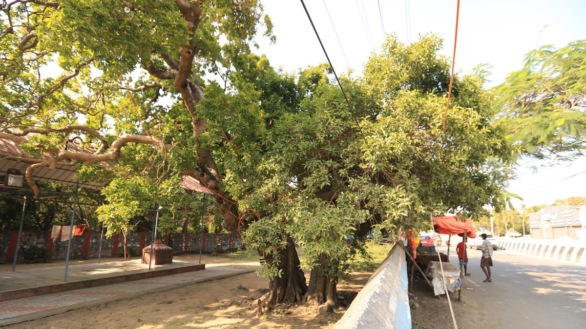 An old strychnine tree on ECR saved by the bell