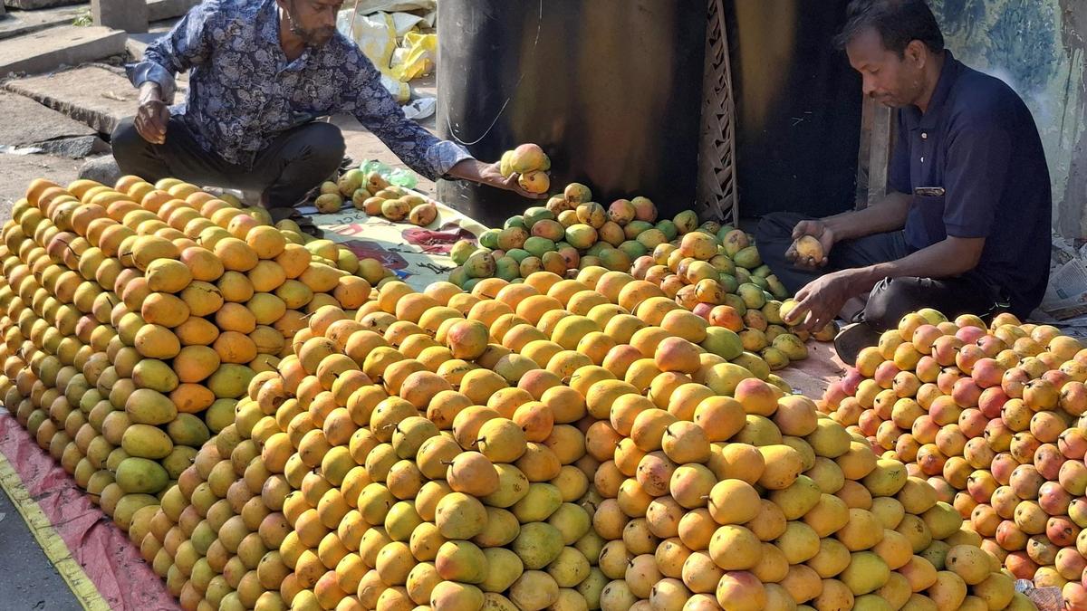 Heatwave delays mango arrivals, drives up prices in Mysuru