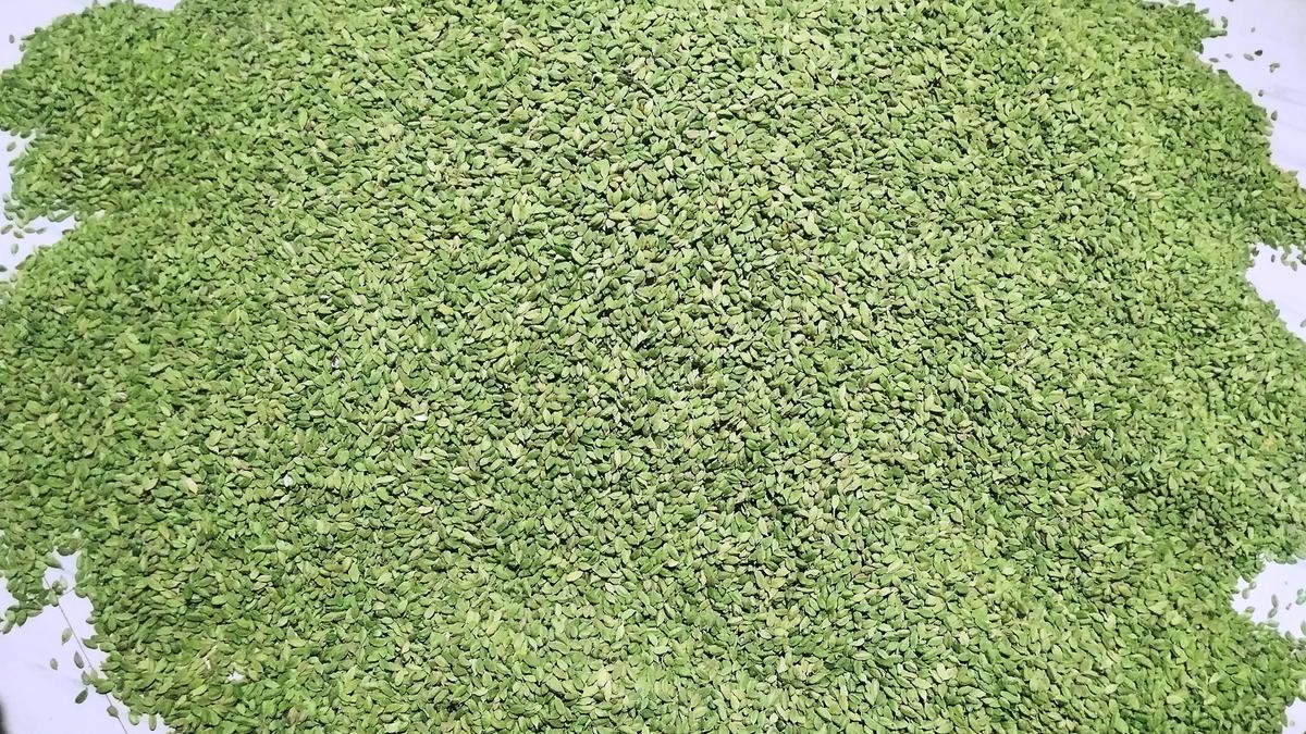 Crop failure in Guatemala boosts India&rsquo;s Cardamom exports