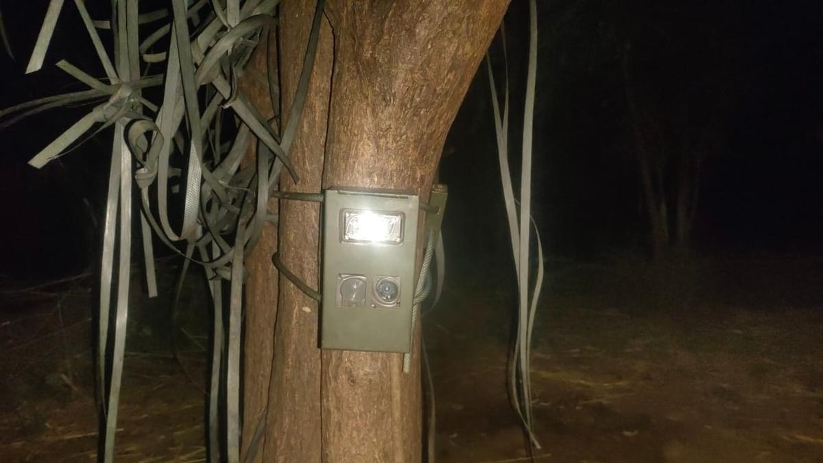 Camera traps placed to track unidentified animal killing goats in Erode’s Bhavanisagar