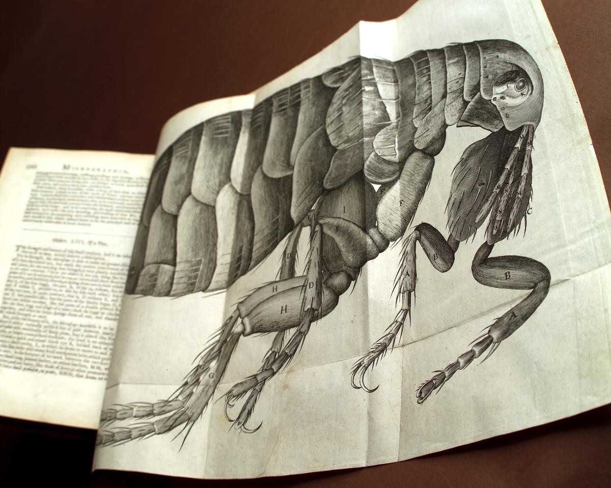 You can access a digital version of Micrographia made available by the Royal Society. 