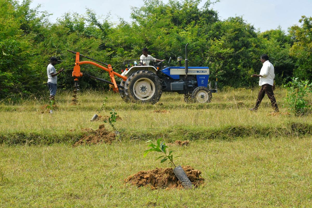 Recreating sacred groves in Tamil Nadu&rsquo;s northern region
Premium