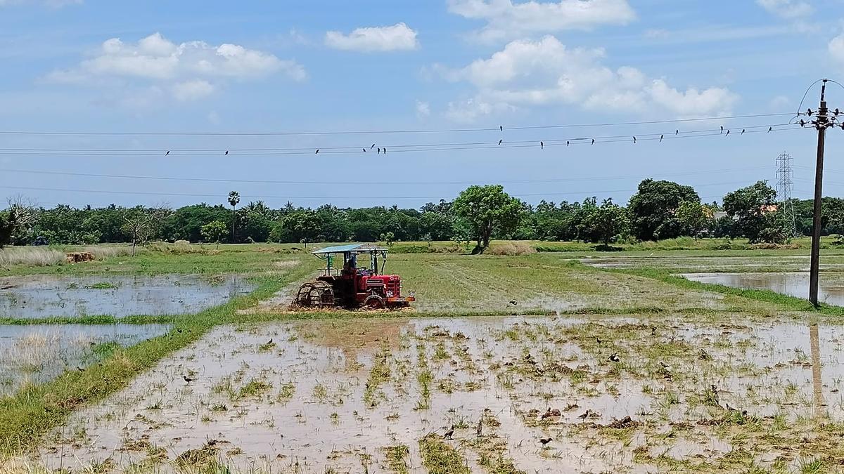 Samba season begins in Karaikal on a positive note, govt. reintroduces seed subsidy