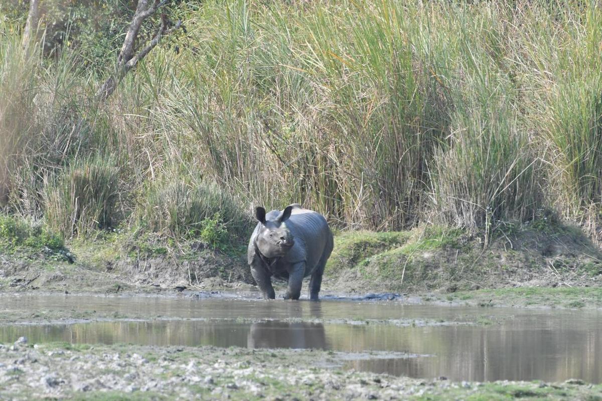 উদ্ধার করা এবং একটি পুনর্বাসন কেন্দ্রে হাত তোলা, দুটি গন্ডারকে মঙ্গলবার কাজিরাঙ্গা জাতীয় উদ্যানে ছেড়ে দেওয়া হয়েছে৷