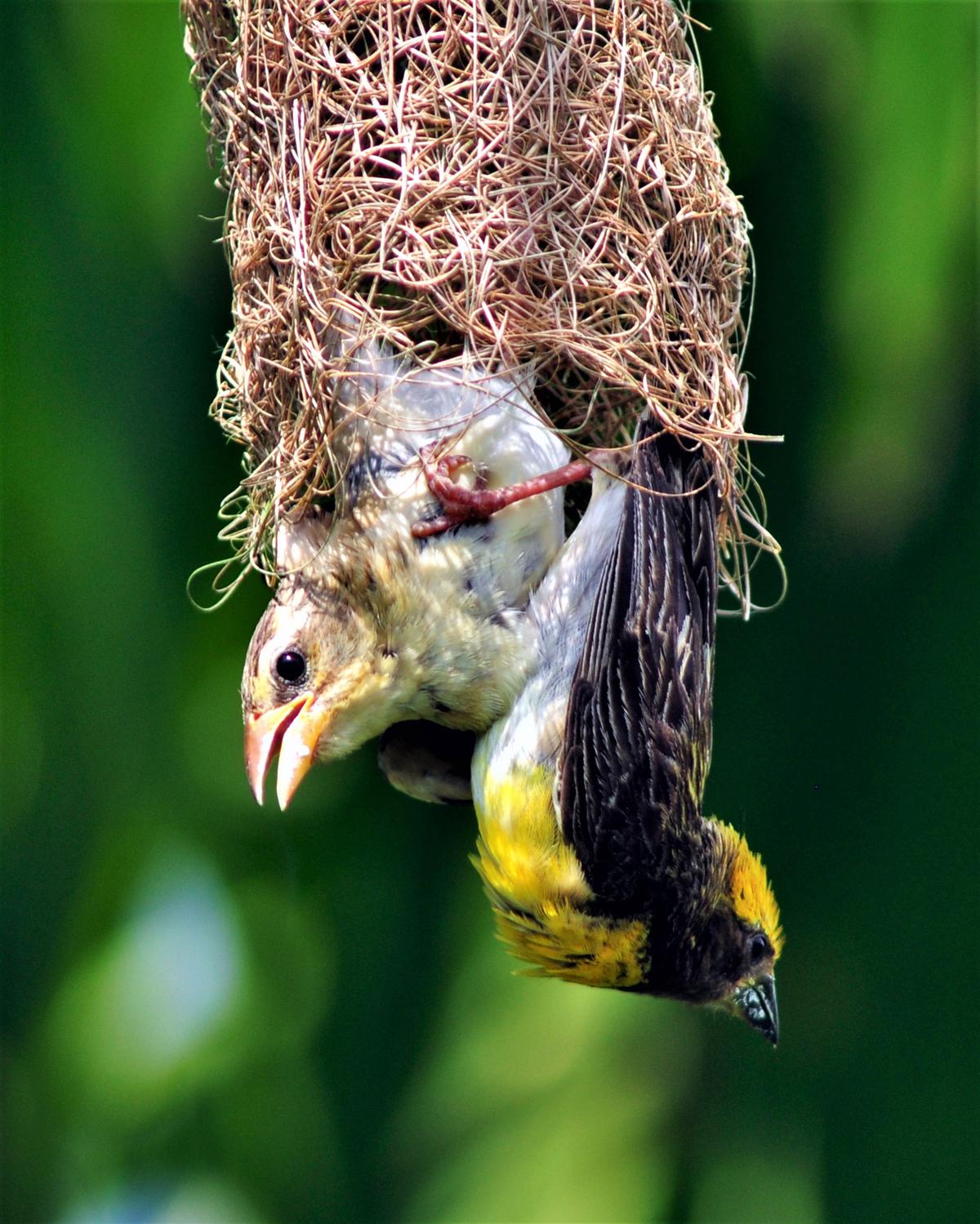 Female weaverbird checking the nest made by the male bird.