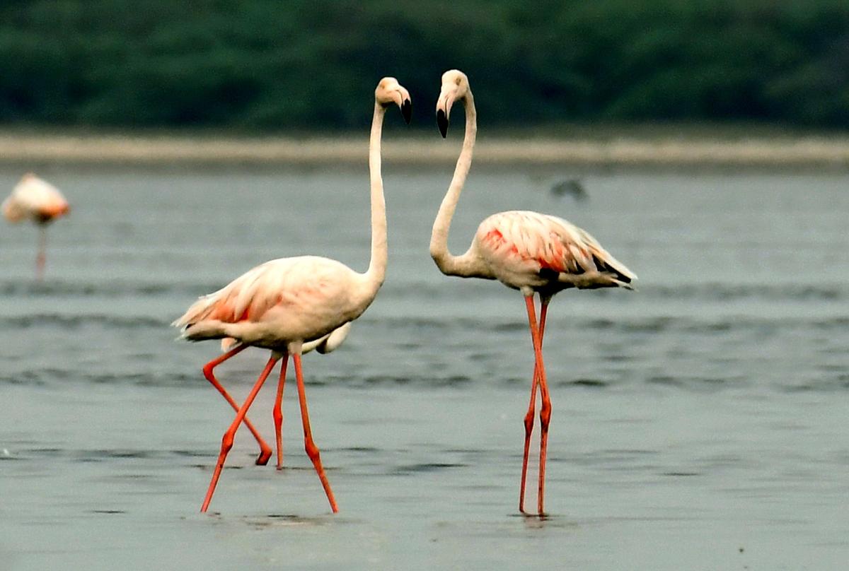 The still, endless waters from where one can observe birds from close quarters, is a good place to learn bird photography
