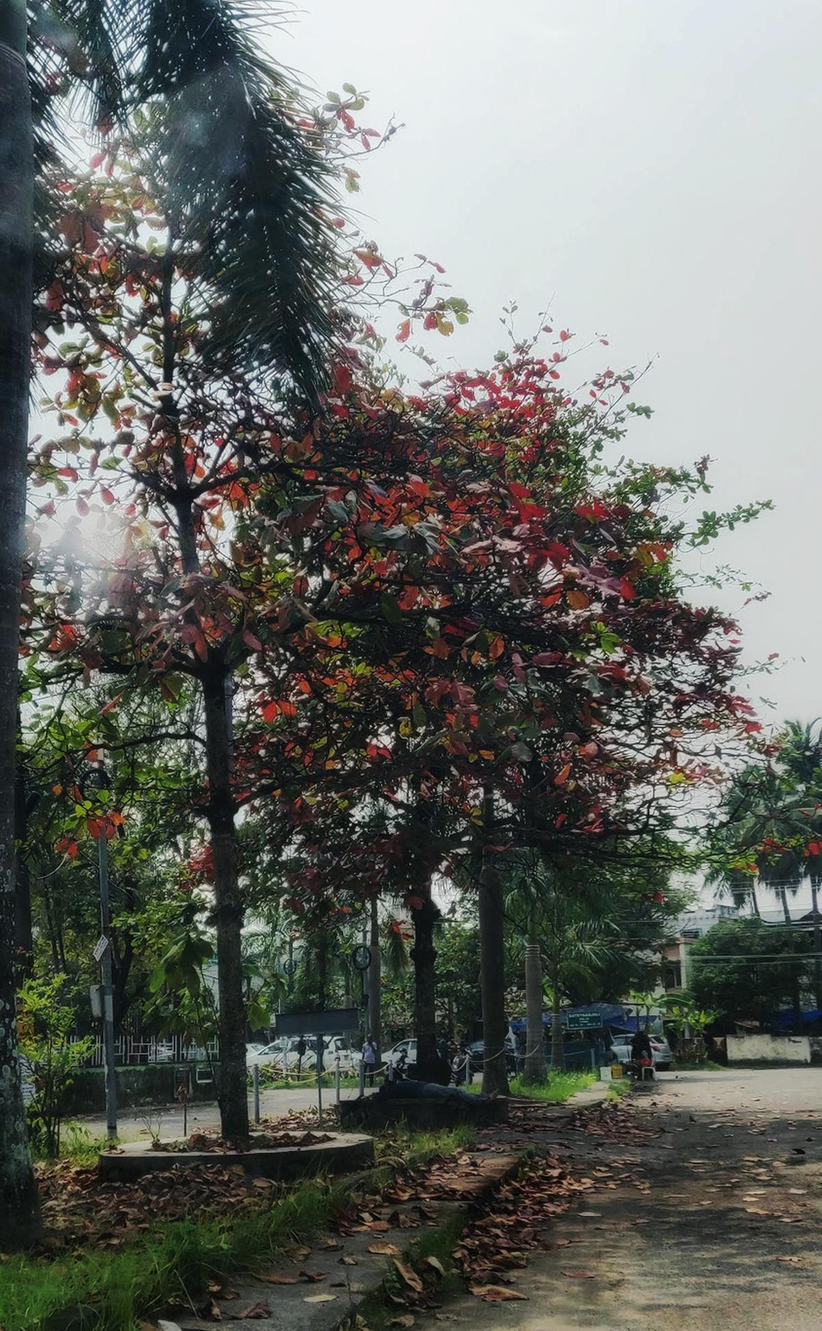 Indian Almond in Kasturba Nagar, Kadavanthara