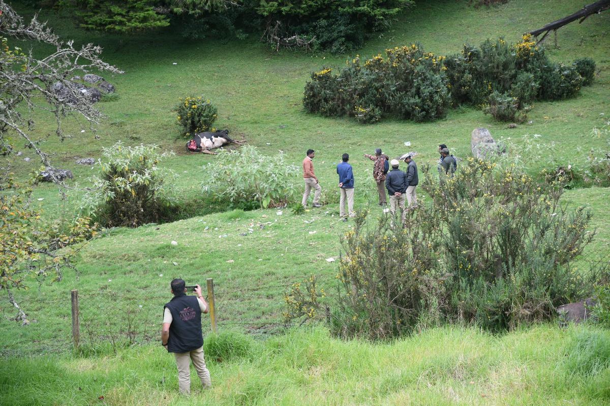 Tiger spotted outside Ooty town