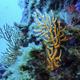 Climate High Seas Treaty 32388