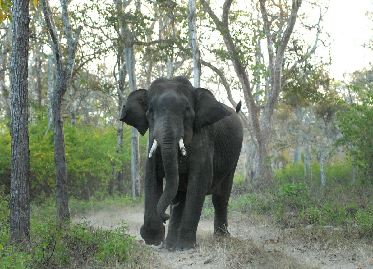 Reducing human-wildlife conflict is central to the future of conservation in Karnataka and across India
