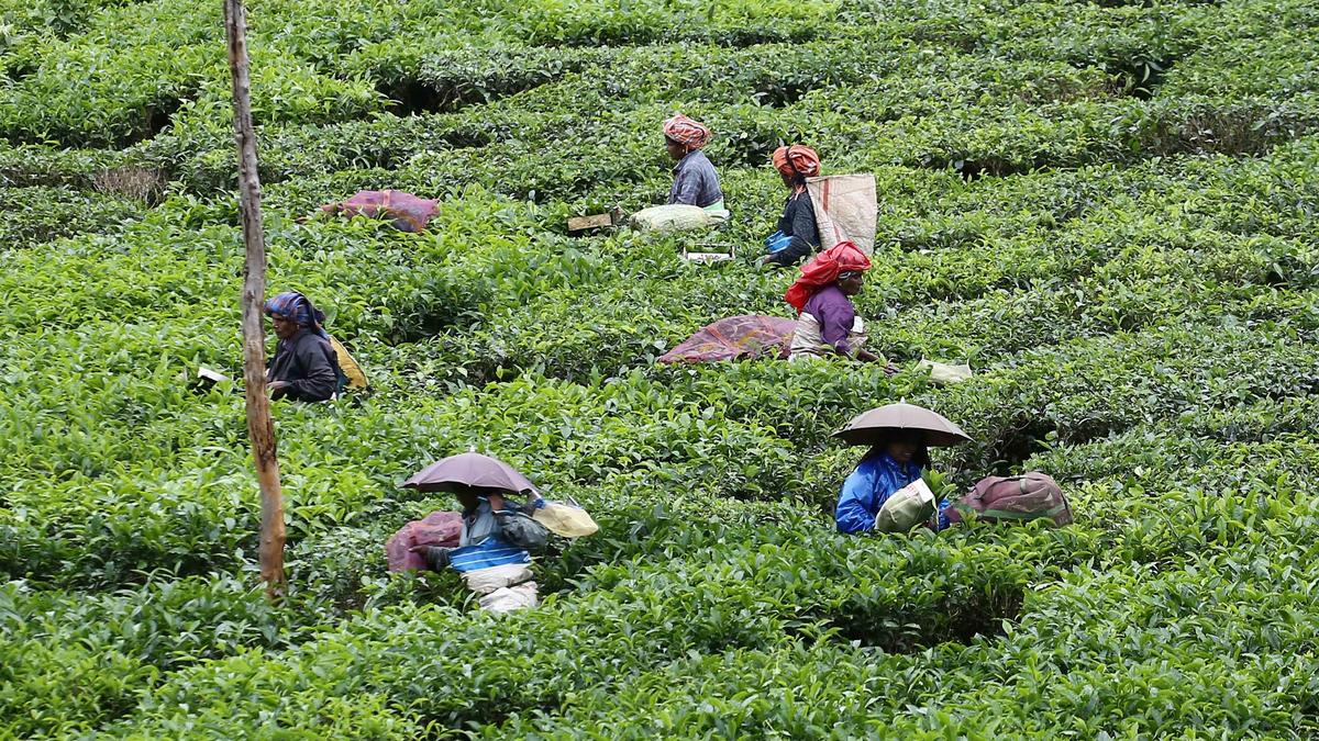 DMK plans to contest in local body polls in Idukki