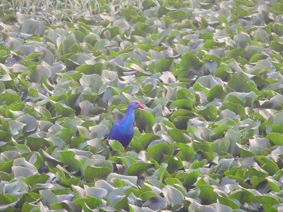 Purple moorhen spotted during the Great Backyard Bird Count in Andhra Pradesh.
