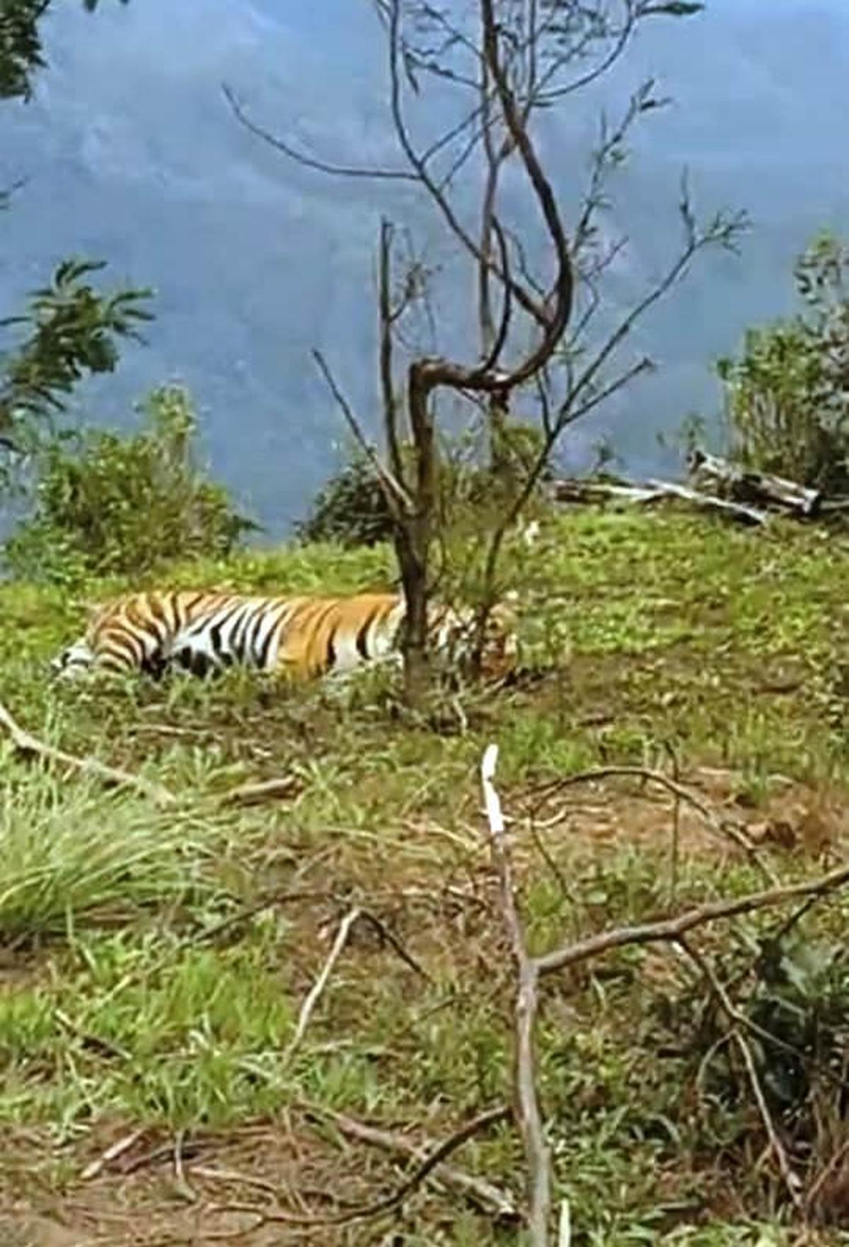 Tiger that killed more than 15 cattle in Munnar captured by Forest Department
