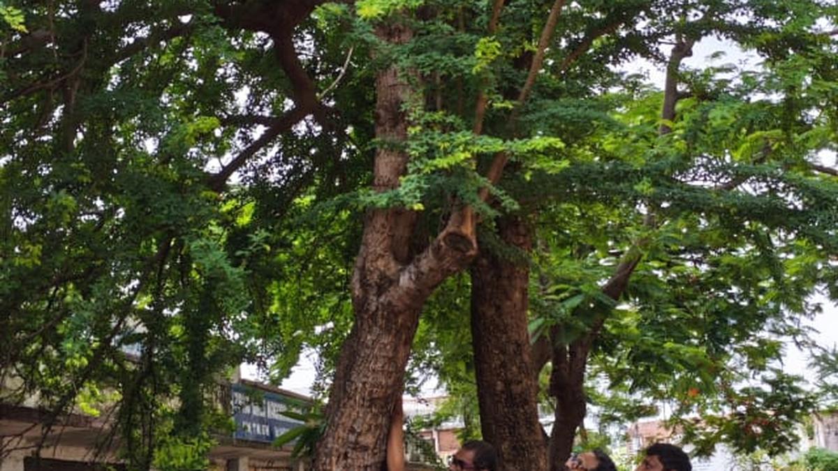 On Nature Conservation Day, schoolchildren in Telangana tie rakhee to beloved tree