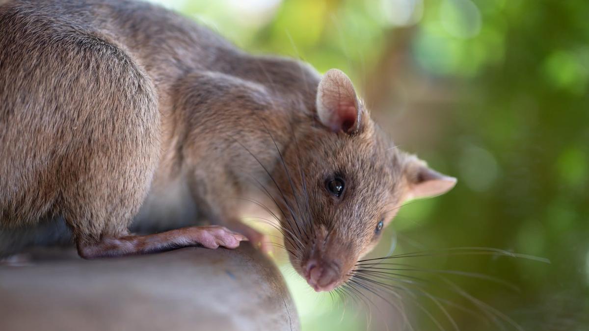 Could African giant pouched rats offer a solution to the challenges of TB diagnosis?