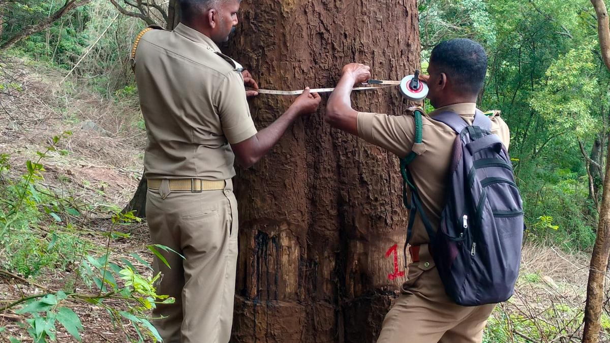 Forest department to clampdown on criminals using ‘girdling’ technique to kill forest trees in Gudalur 