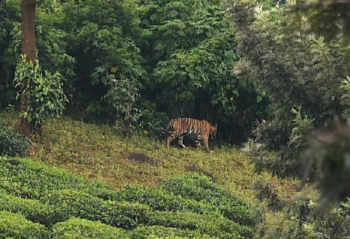 A tiger (called MDT 23), declared problematic by the DFO, was spotted at May Field estate near Gudalur during search operations to capture it in 2021.