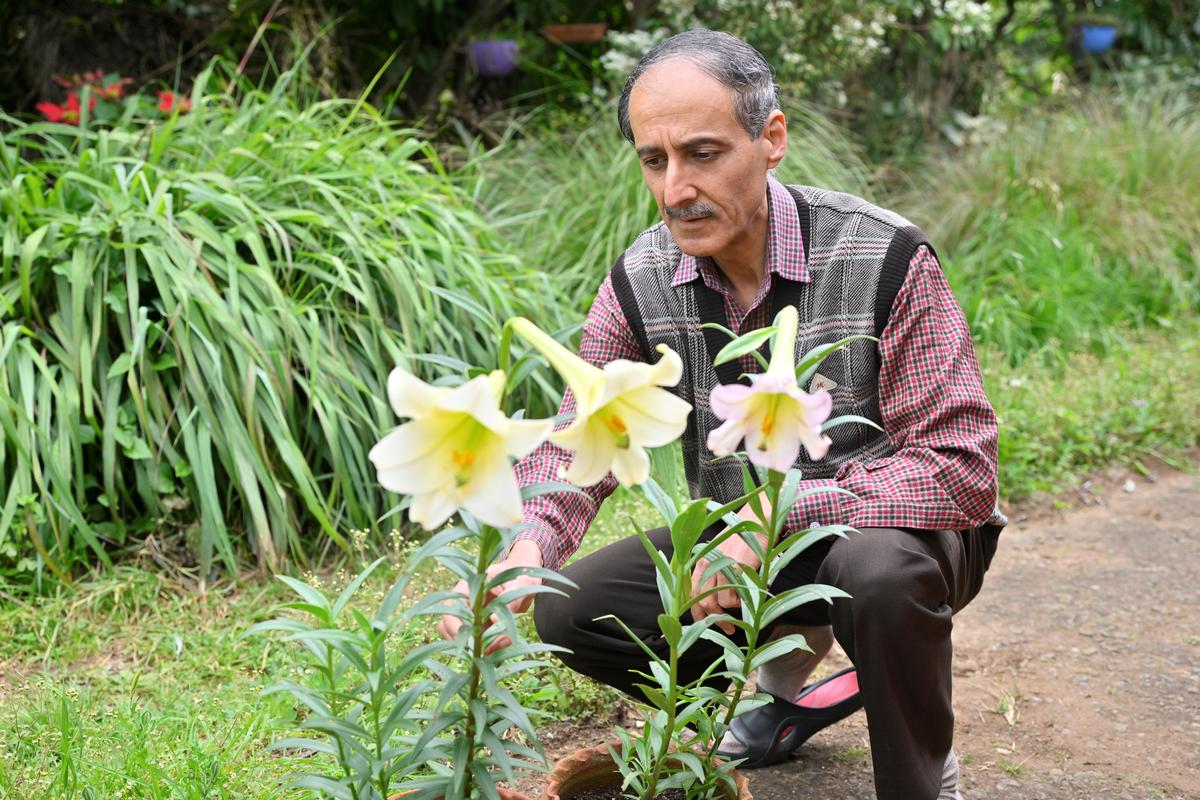 Dr. Chhabra tends to the nilgiri lily in bloom at his residence in Udhagamandalam. 
