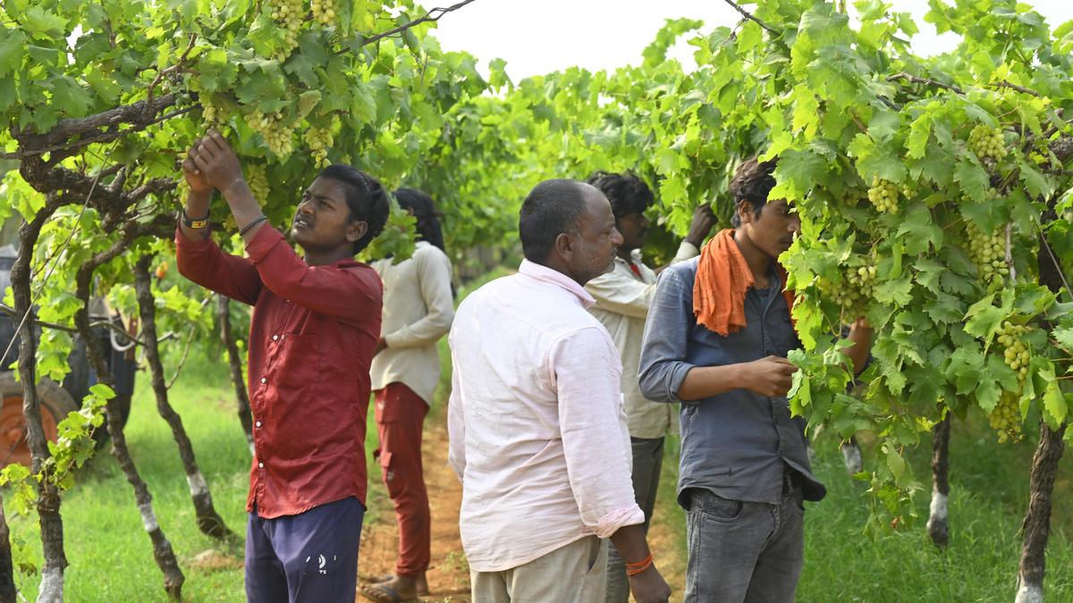 https://th-i.thgim.com/public/incoming/2tg1t2/article70597451.ece/alternates/LANDSCAPE_1200/Youngsters%20from%20Bihar%20work%20grape%20farm%2007.jpg