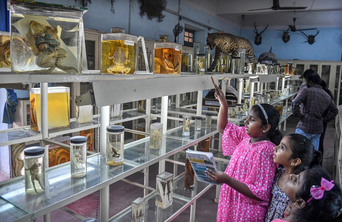 Los visitantes observan los especímenes expuestos en el museo de zoología del Departamento de Zoología de la Universidad de Andhra en Visakhapatnam. Los visitantes observan los especímenes expuestos en el museo de zoología del Departamento de Zoología de la Universidad de Andhra en Visakhapatnam.