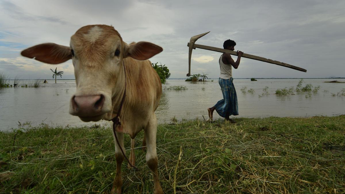 Assam, Meghalaya farmers resume farming in disputed border area after weeks of conflict