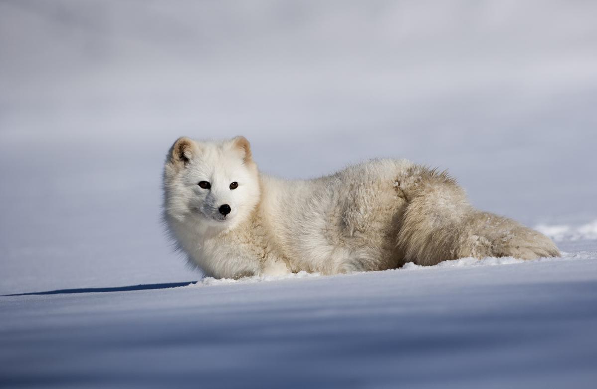 When Christiane encounters a polar fox, she sets it free and wills it to go far away from people. 