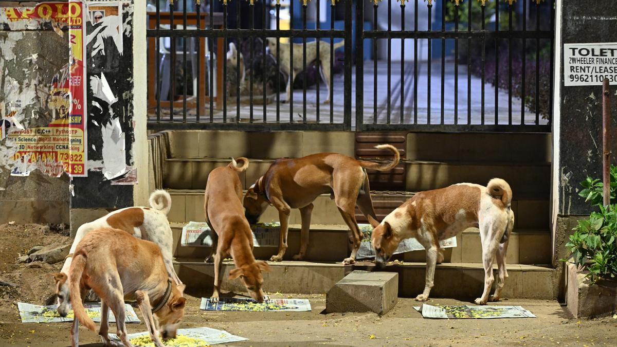 Many Chennai residents still have positive impression of street dogs, says study