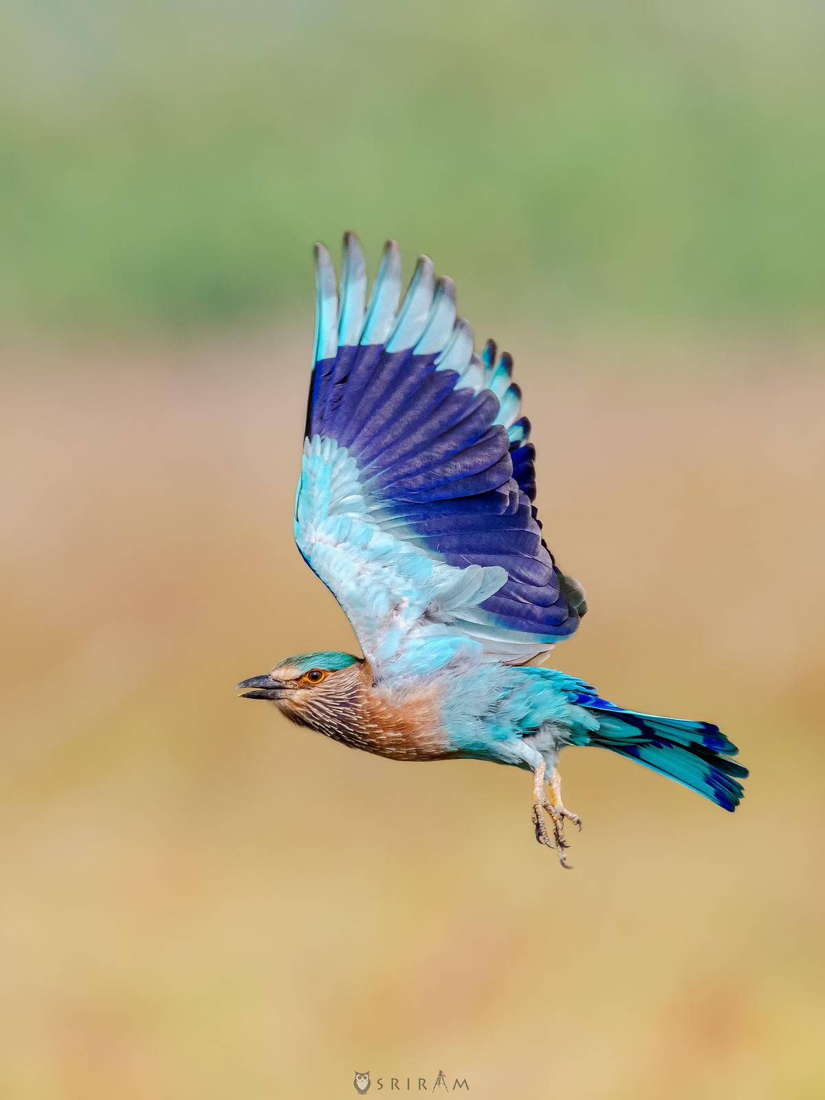 Indian Roller taking flight 
