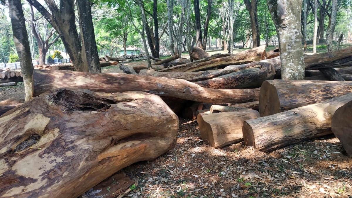 Tamil Nadu government decides not to extend Rosewood Conservation Act