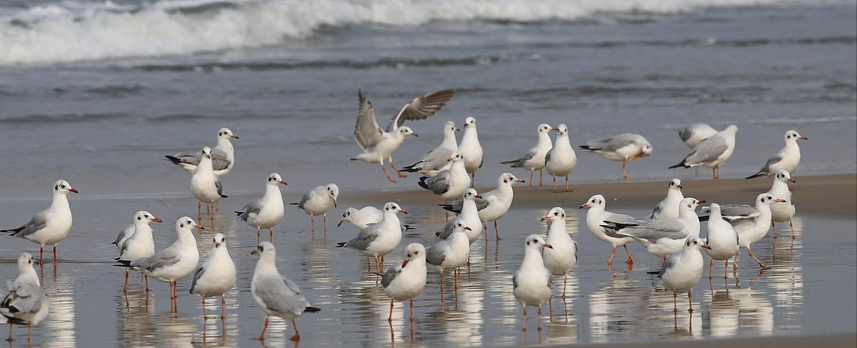 A mixed flock of brown-headed and black-headed gulls 