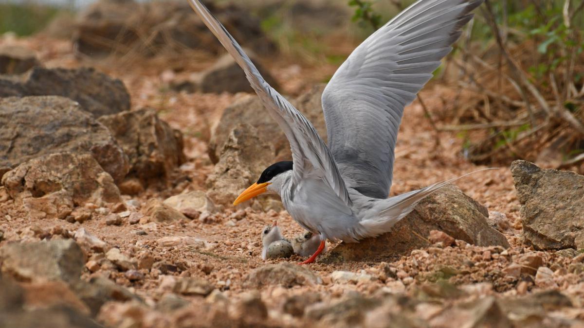 Islands in Odisha’s Hirakud reservoir turn ideal nesting ground