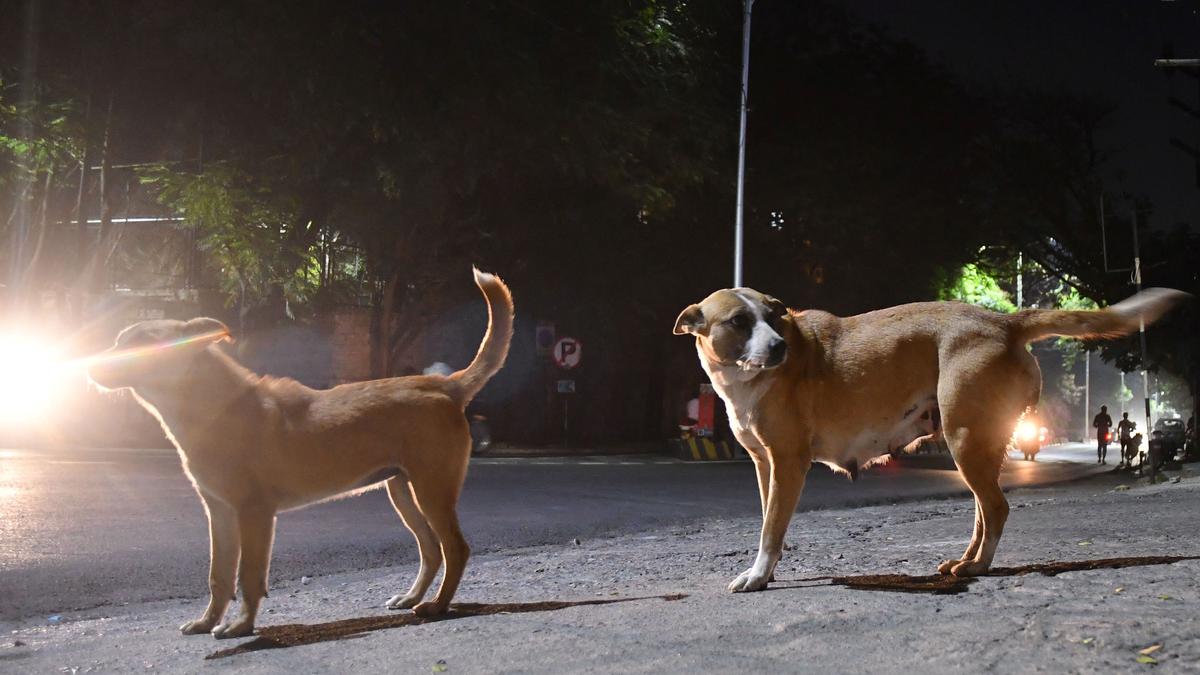 Eight-year-old boy mauled to death by stray dogs in Telangana’s Kazipet