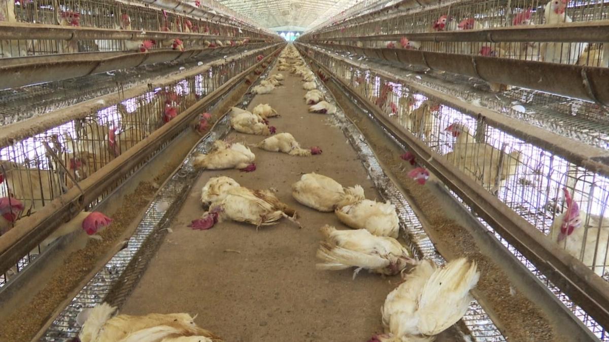 Culling of live poultry layers begins to prevent spread of bird flu in East Godavari district of Andhra Pradesh