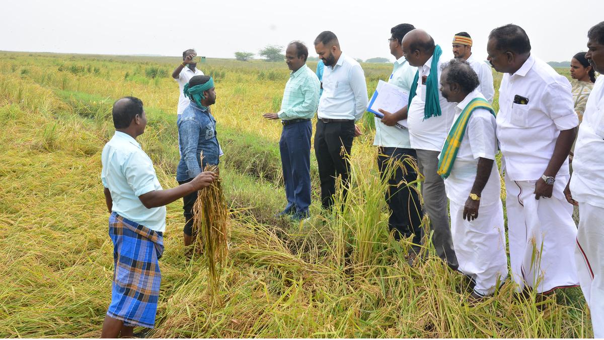 Officials inspect crops damaged by northeast monsoon in Nagapattinam