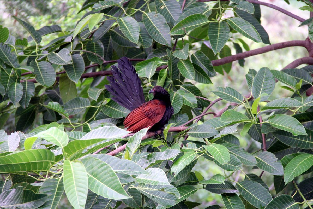     A crow pheasant dries its feathers. 