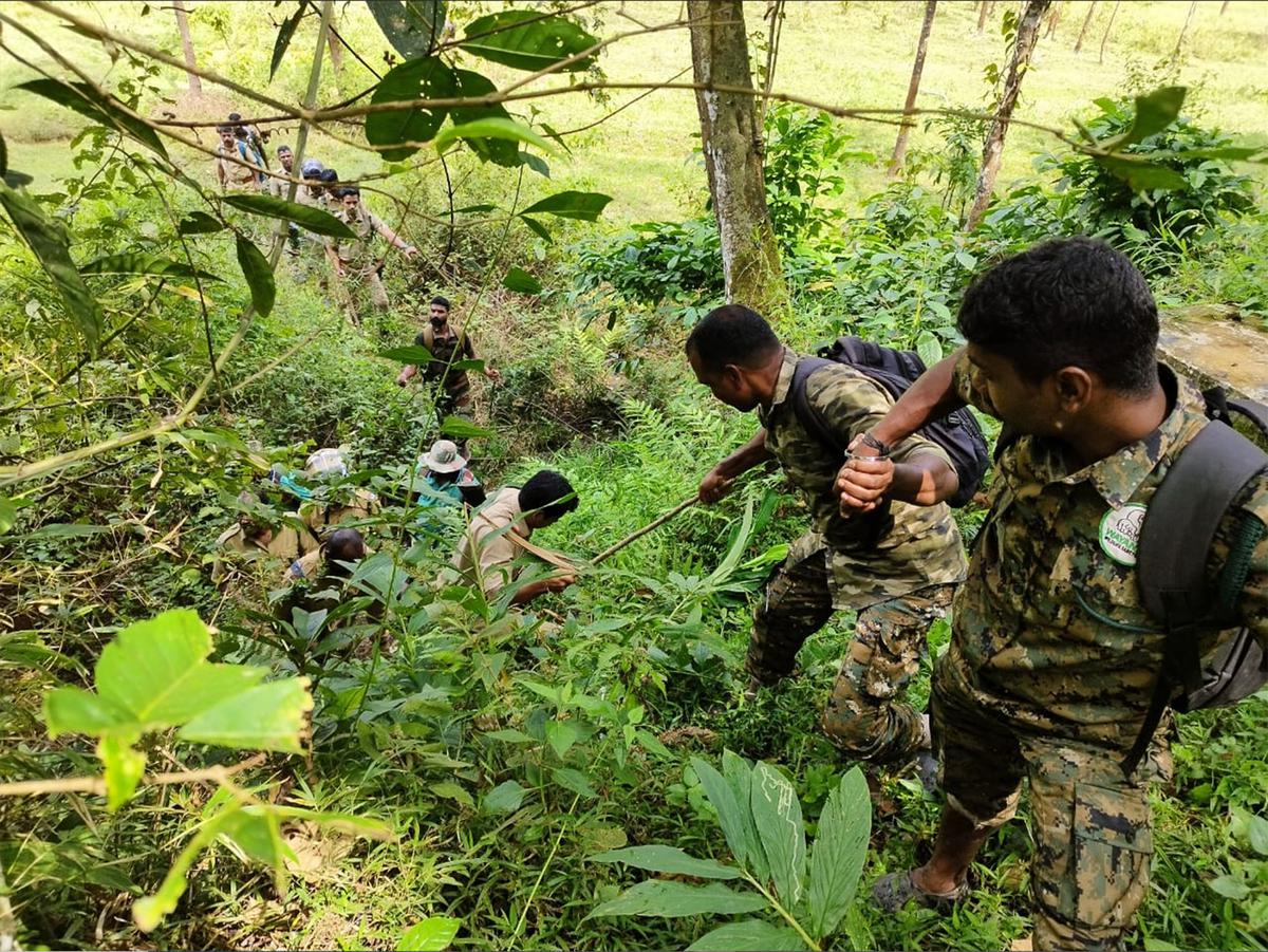 Combing operation of Kerala Forest Department for the tiger that killed nine cows in a month at Cheeral in Wayanad Wildlife Sanctuary