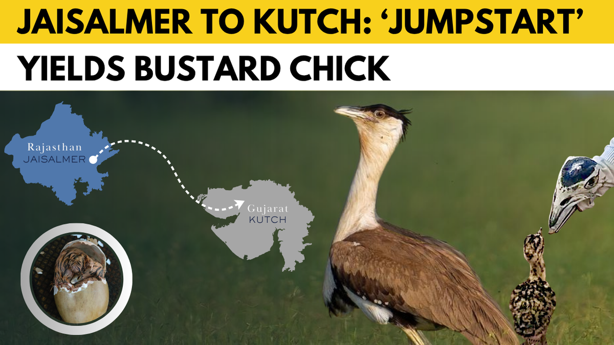 New hope as ‘Jumpstart’ initiative succeeds with birth of Great Indian Bustard chick
