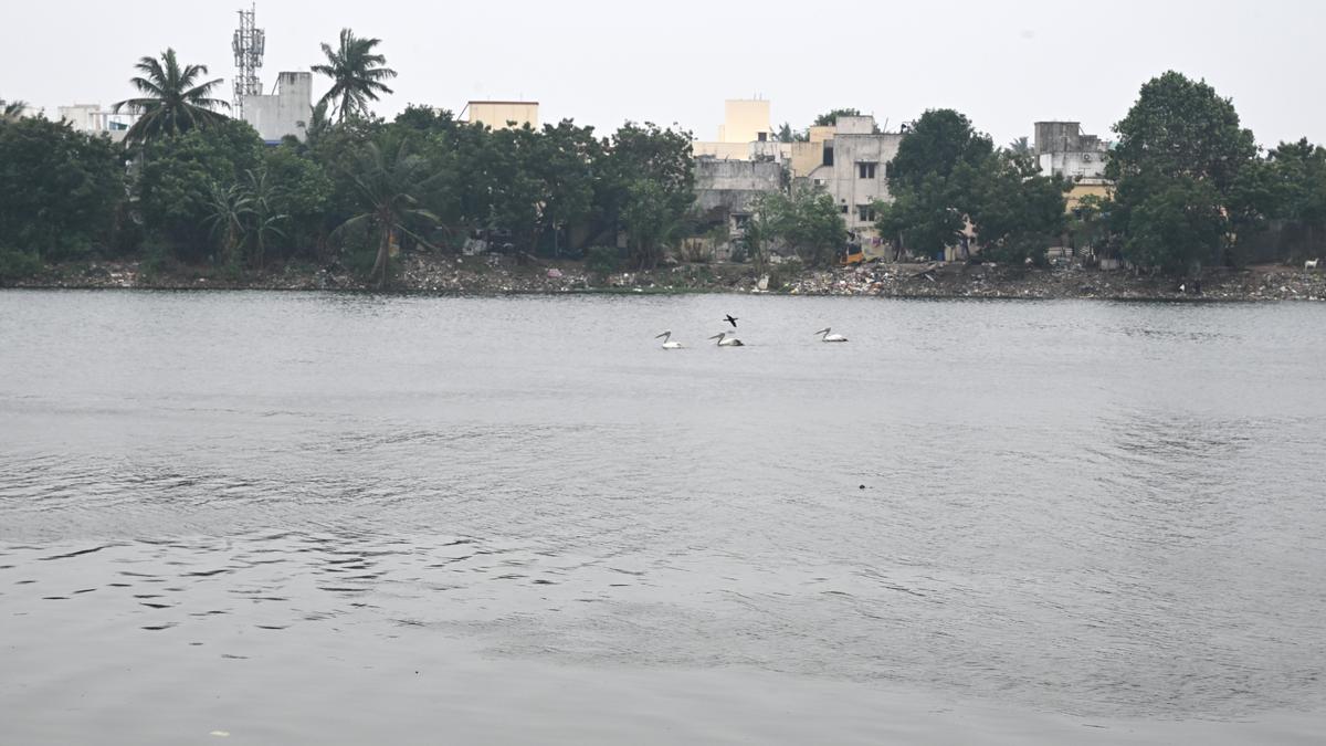 After many years, Velachery lake sports a cleaner look and attracts birds