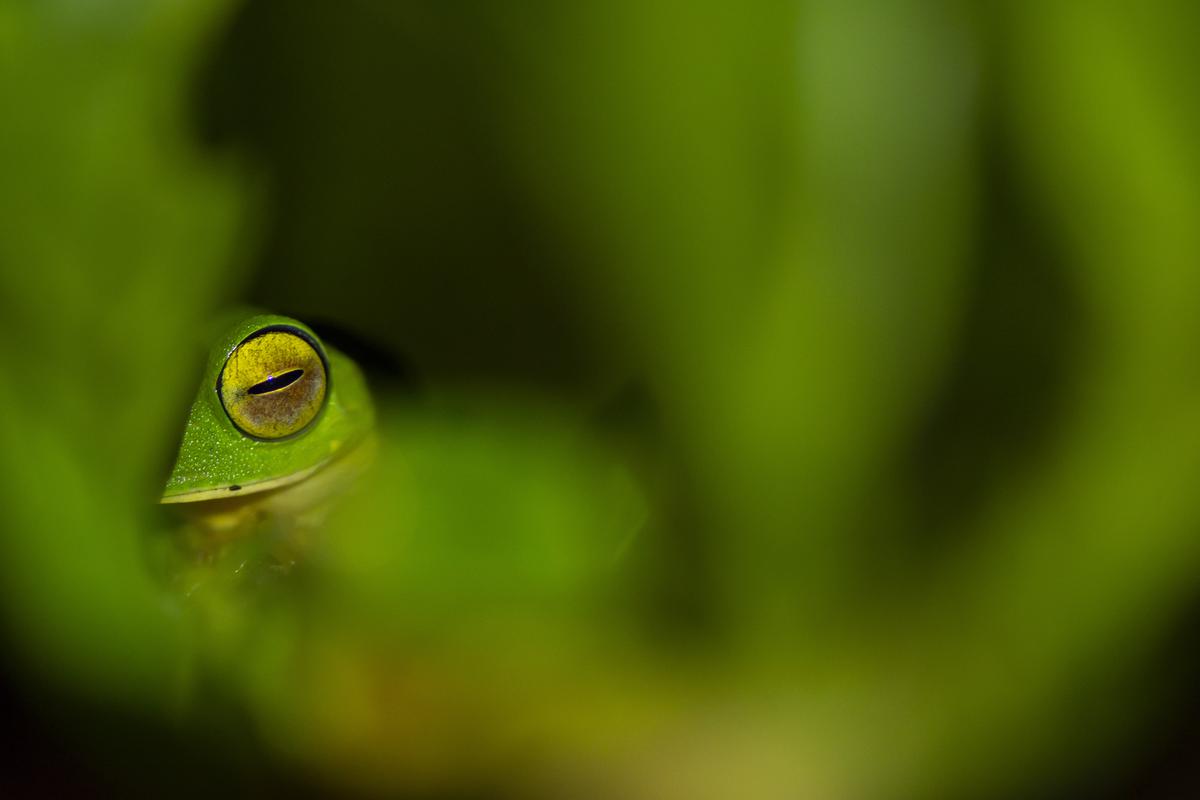 Malabar Gliding Frog.