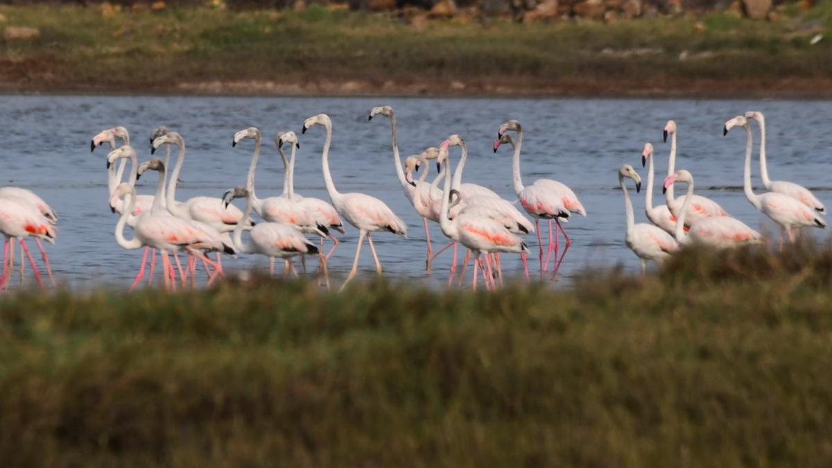 Greater flamingos linger in Nemmeli salt pans